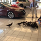 Image for article titled Orlando Car Dealership Adopts Giant Duck Family